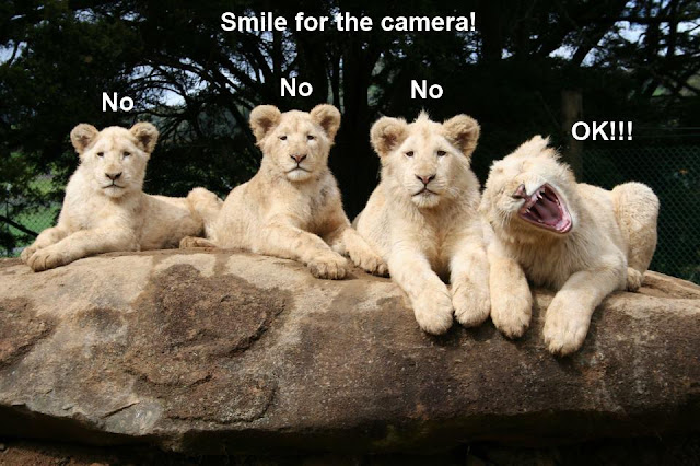 funny animal pictures, lion cubs, baby lions, baby animal pictures