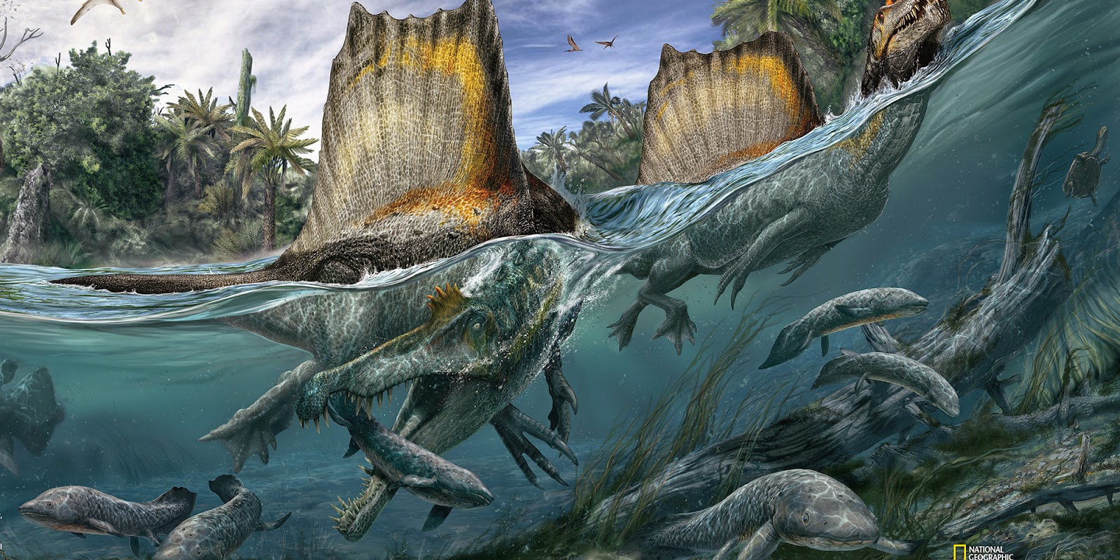 Dinosaur Renaissance Las Mil Caras Del Nuevo Spinosaurus Del spinosaurus podra llegar a medir solo 1,5 m.9 10 el incremento en la precisin para la estimacin del tamao despinosaurus sin embargo detallados dibujos y descripciones de los restos del ejemplar permiten su estudio. dinosaur renaissance