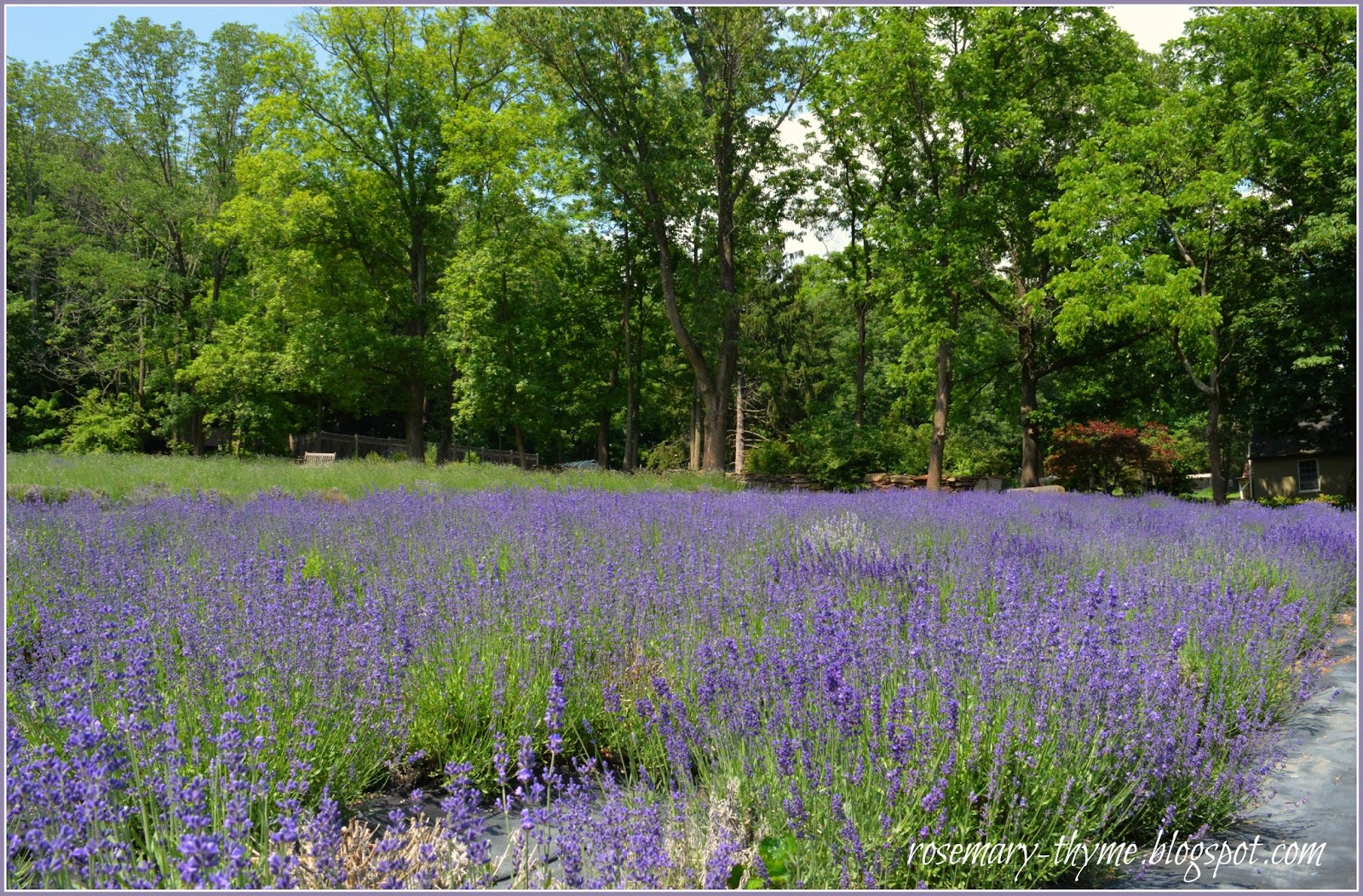 My Travel Diaries Touring Peace Valley Lavender Farm