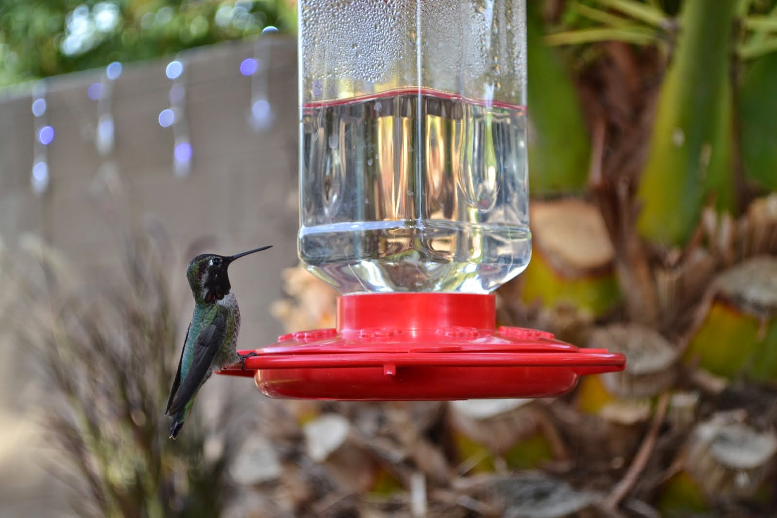 This Hummer looks Pretty Hungry!