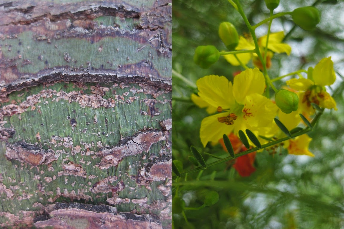 Life Between The Flowers Evergreen Winter Yellow Flowering Spiky