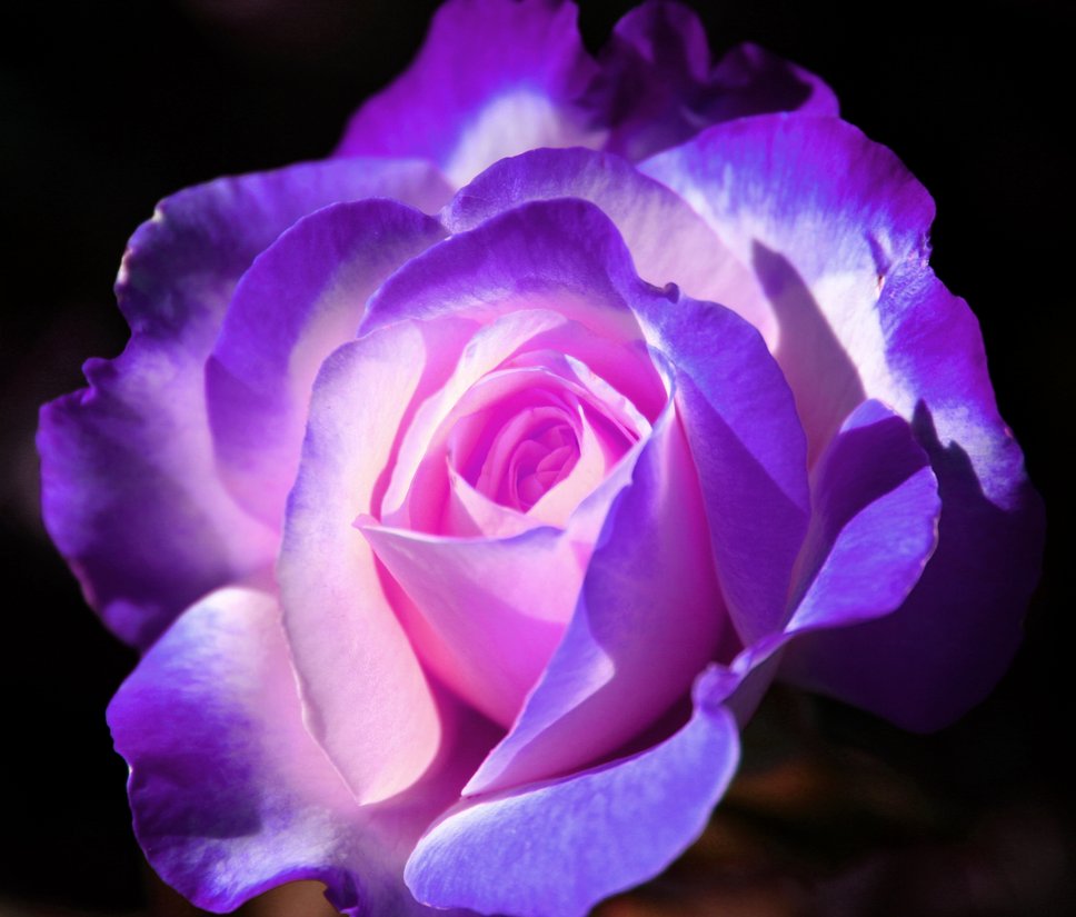 Lista 104+ Foto Fondos De Pantalla De Rosas De Colores Alta Definición