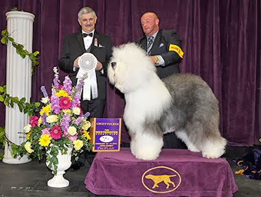 bugaboo old english sheepdogs
