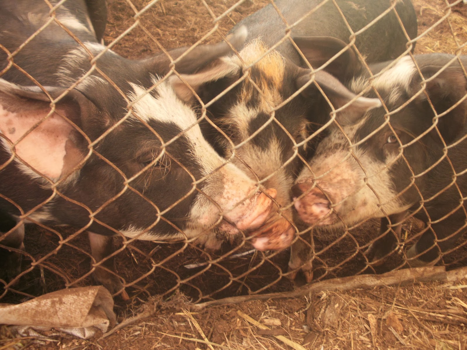 Hubbell's Hog Heaven Natural Farmed Pigs For Sale