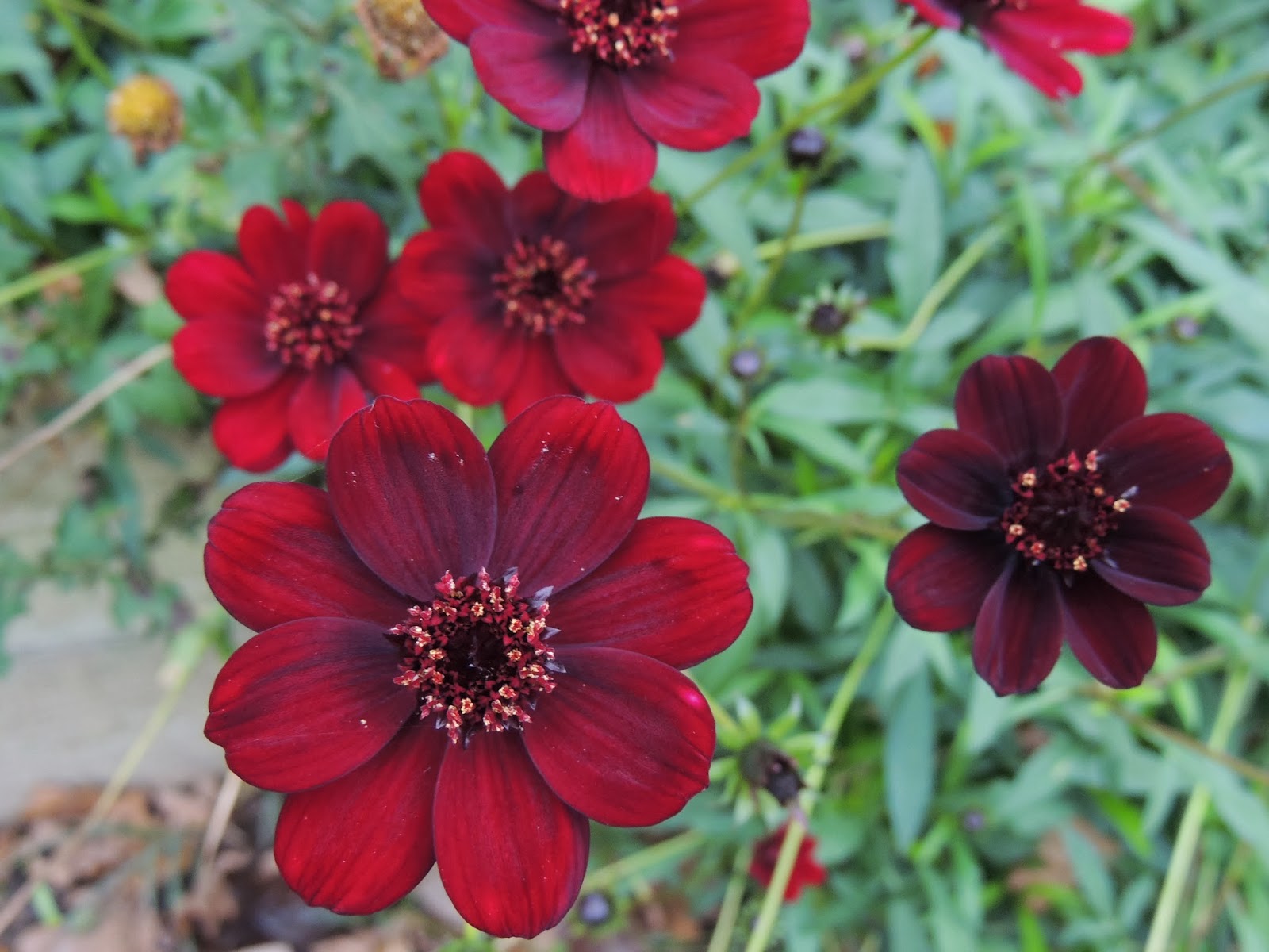 Il Etait Un Petit Jard Ain Citations Et Jardin Du Jour