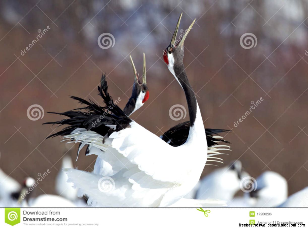 Japanese Red Crowned Crane Japanese Red Crowned Crane