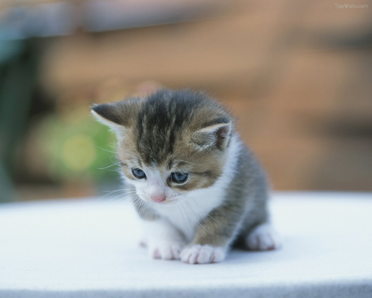 Happy Shares Daya Tarik Kucing