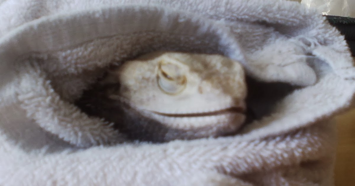 bearded-dragon-dying-signs-image-5.jpg