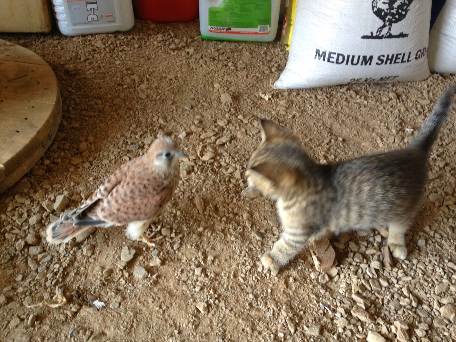 The Kitten and the Kestrel