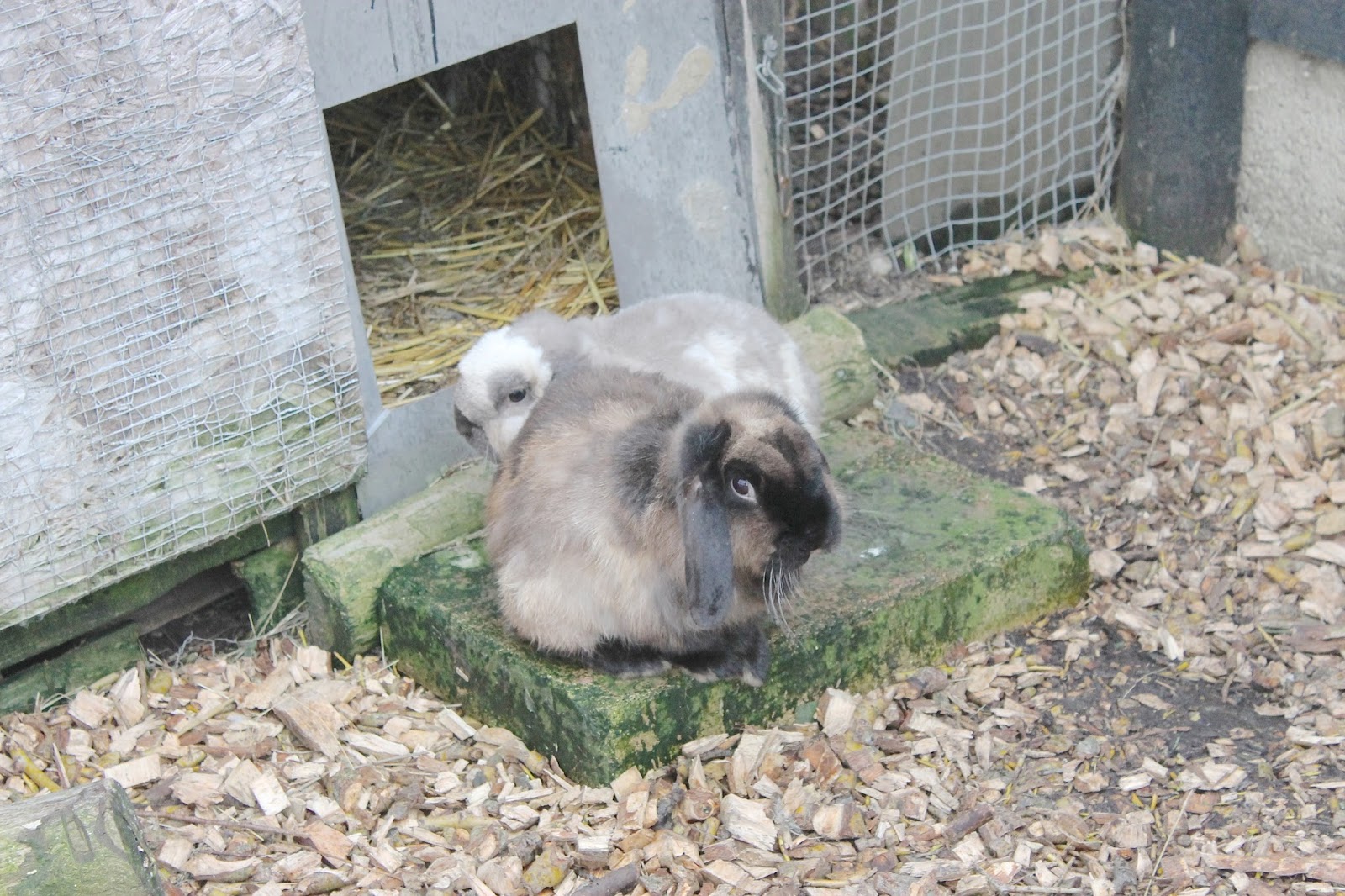 Feeding Goats in the Rain Alex Gladwin Blog