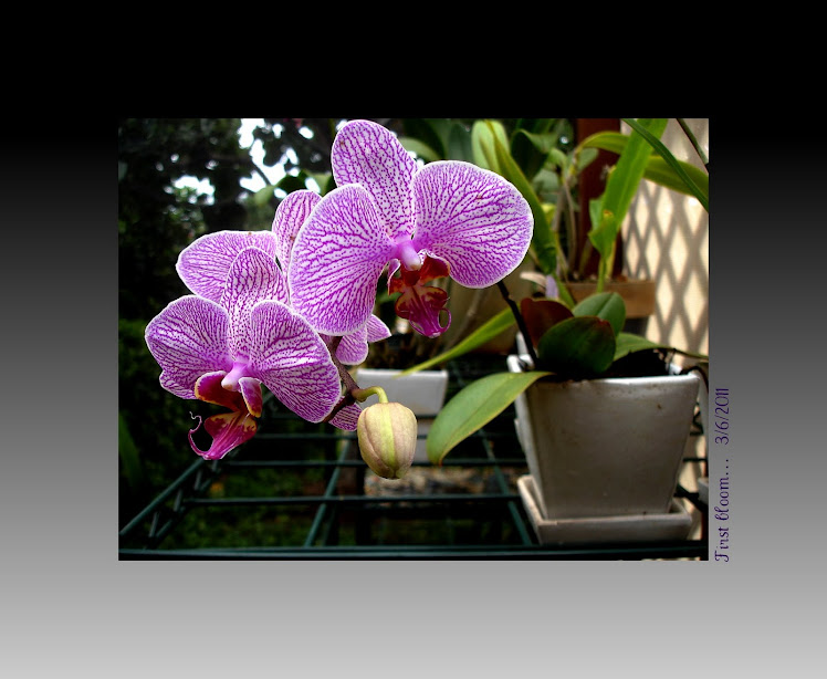 Orchid