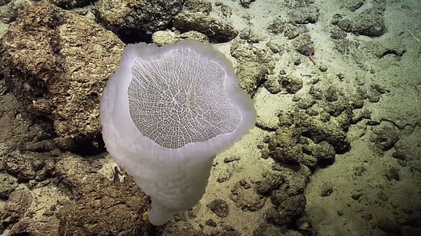 Real Monstrosities Ludicrously Ornate Sponge