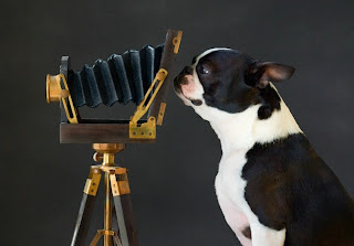 Funny Animals With Camera