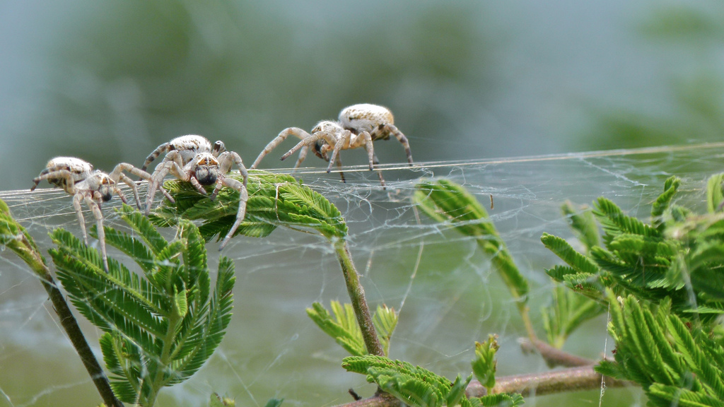 Real Monstrosities The Horror of Friendly Spiders