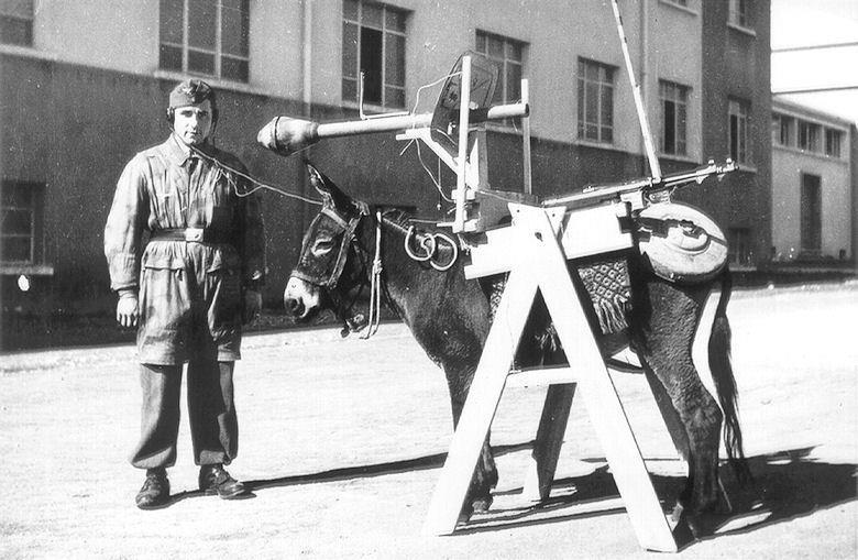 Donkey+luftwaffe+funny+german+nazi.jpg