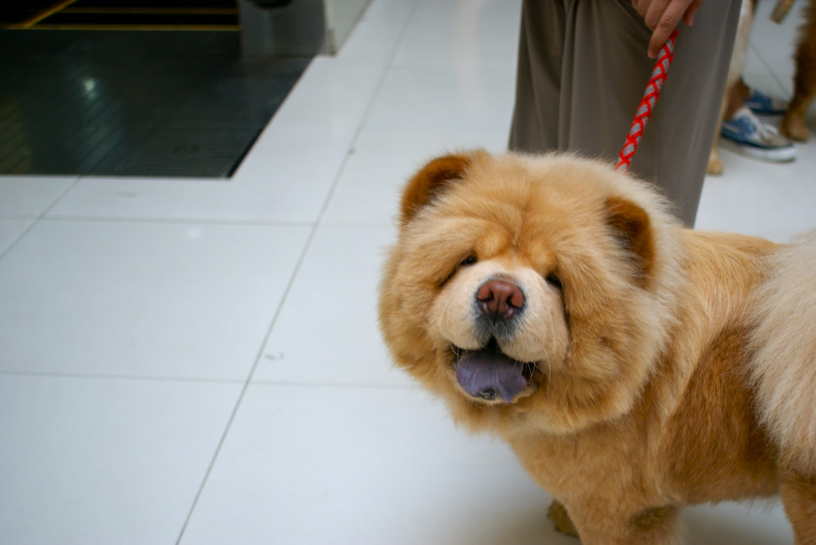 My Life in Cebu! Parkmall Cebu's Most Petfriendly Mall