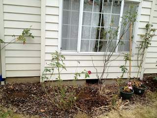 Rose garden with geranium pots in front of a window; messy, small spots where the mulch has been raked.