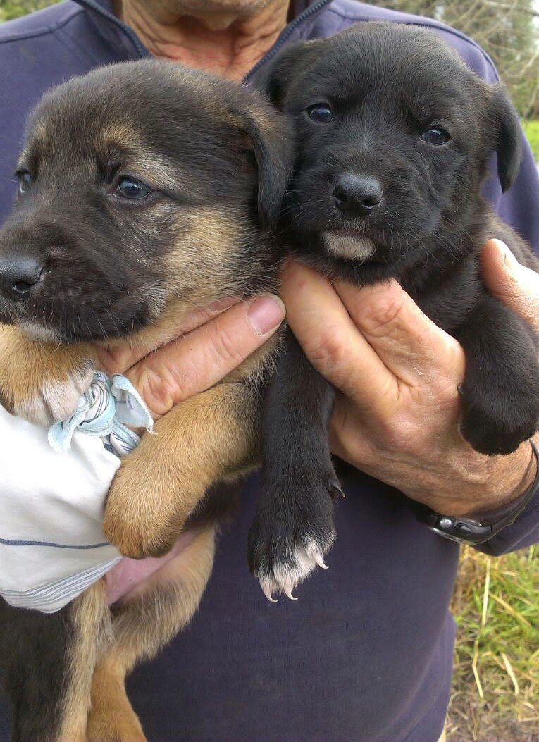 Adotta un cane a Siracusa: Cuccioli di pastore tedesco in regalo a Siracusa