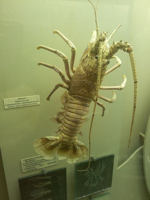 Лангусты в Москве