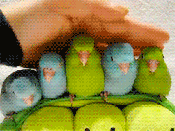 Funny animal gifs - part 77 (10 gifs), cute love birds gif