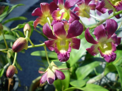 Menuju Kejayaan Bunga Anggerik Orkid