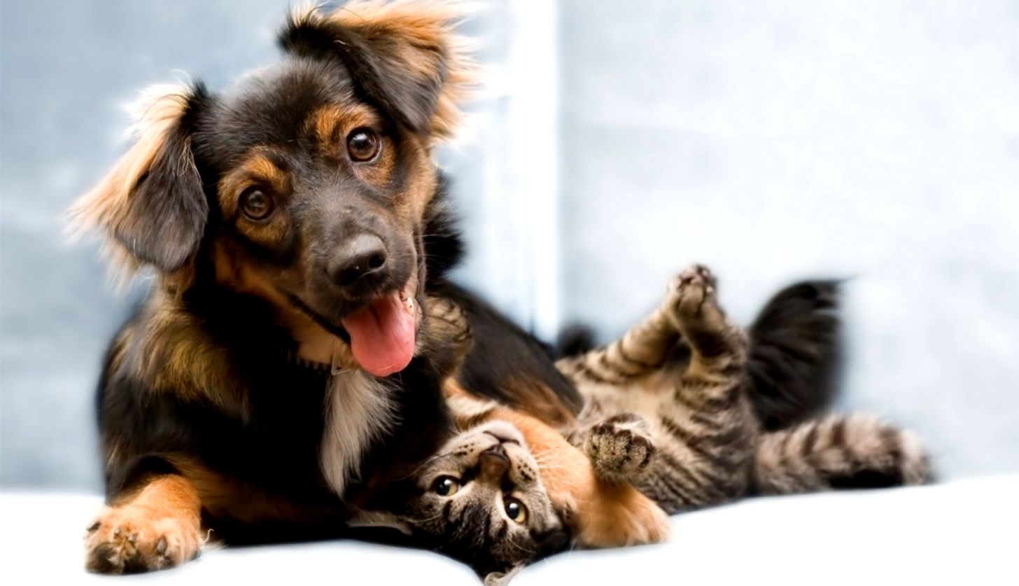 Funny Cat & Dog Friendships Pets Cute and Docile dog and cat