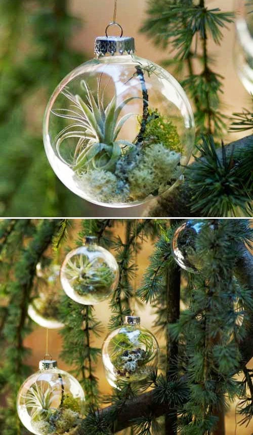 DIY Air plant ornaments Dreaming Gardens