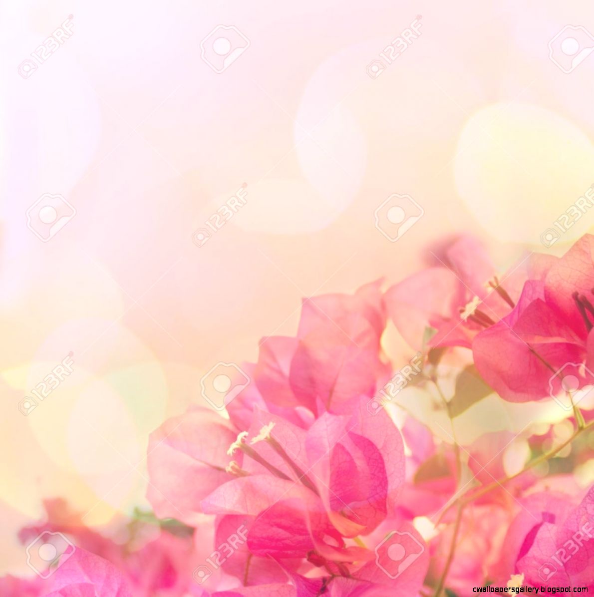 Beautiful Abstract Fl Background With Pink Flowers Border Beautiful Abstract Fl Background With Pink Flowers Border
