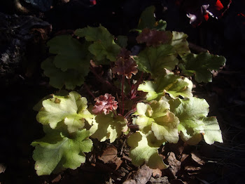 HEUCHERA MARMELADE.