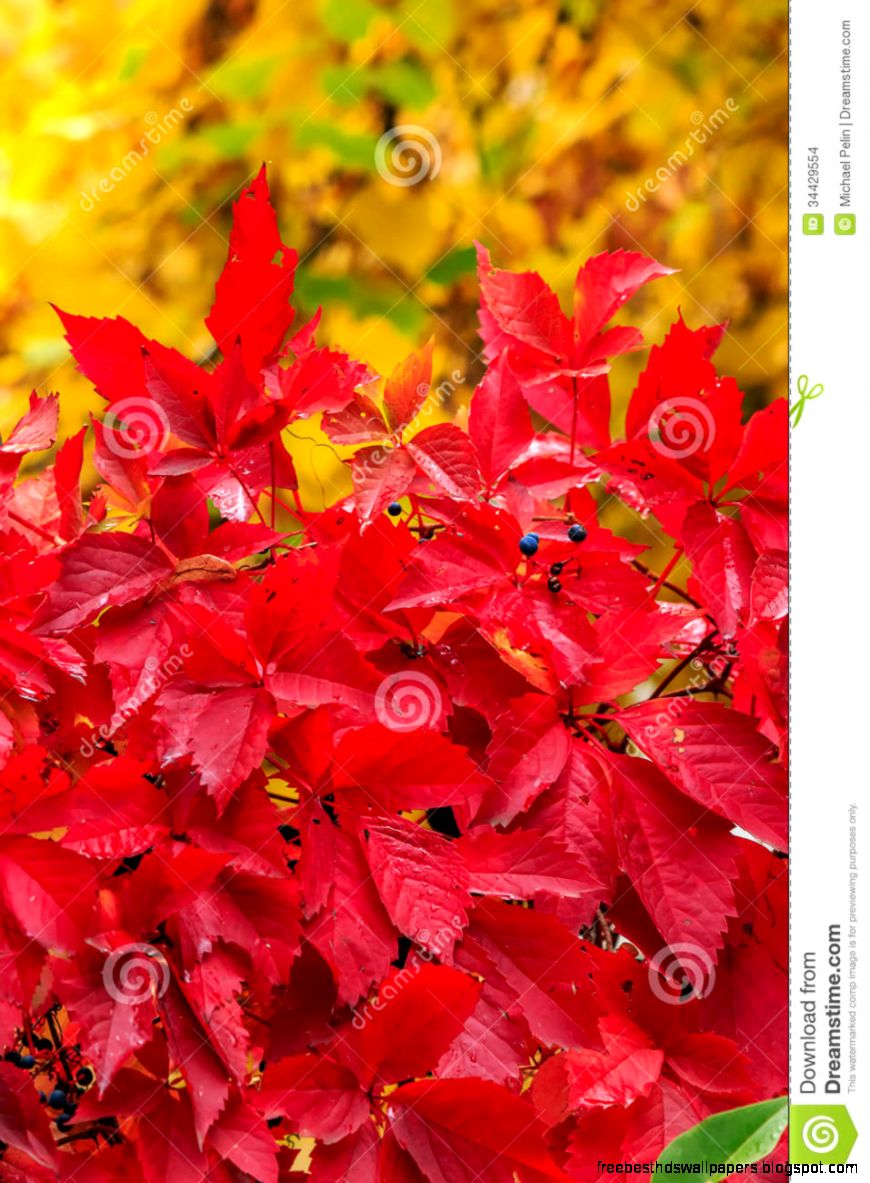 Plant With Red Leaves On A Yellow Foliage Background Stock Images Plant With Red Leaves On A Yellow Foliage Background Stock Images