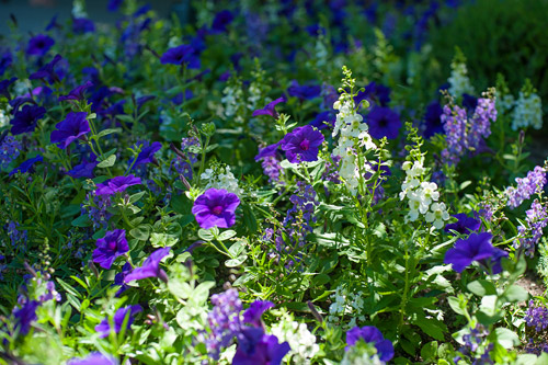 [Image: thanh-pho-day-hoa-cua-dat-nuoc-tuyet-dep...ada-13.jpg]