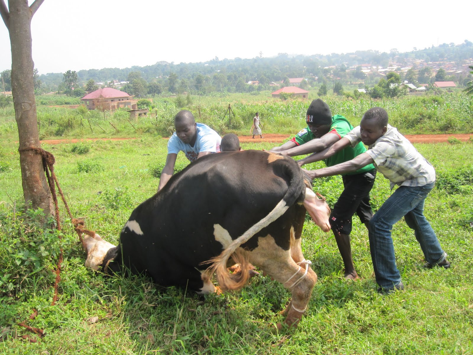 Sar and Kels Howto Friday How to help a cow miscarry