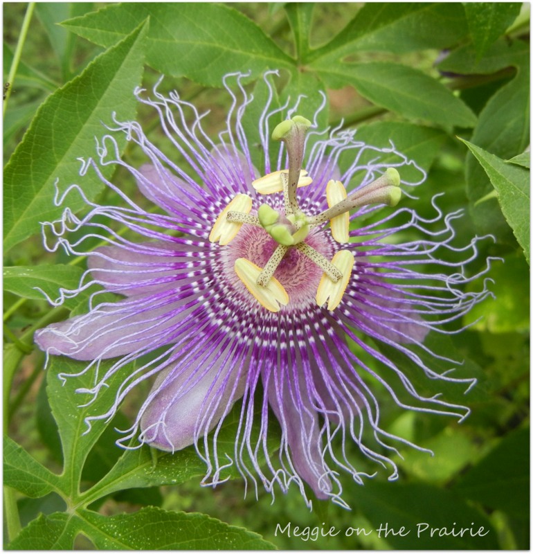 Meggie On The Prairie Symbolism in the Passion Flower