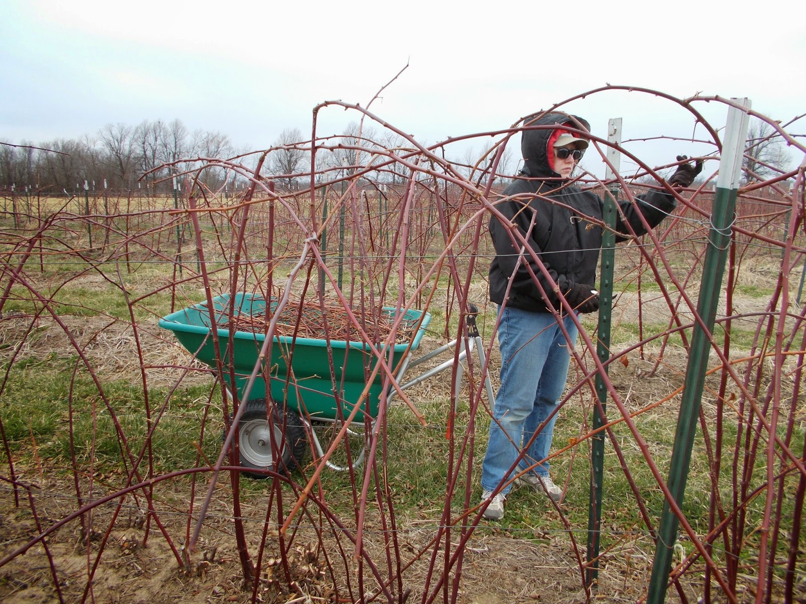 Brenda's Berries & Orchards Pruning Blackberries & Removing Winter