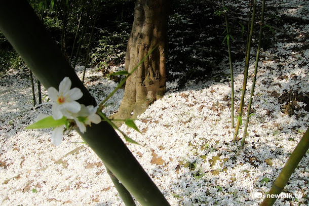 新北賞花農遊趣系列活動,共規劃櫻花、烏來杜鵑、桐花、台灣百合、荷花、豔紅鹿子百合、金花石蒜及芒花等8條路線,除了安排賞花路線生態導覽 。 新北賞花農遊趣系列活動,共規劃櫻花、烏來杜鵑、桐花、台灣百合、荷花、豔紅鹿子百合、金花石蒜及芒花等8條路線,除了安排賞花路線生態導覽 。
