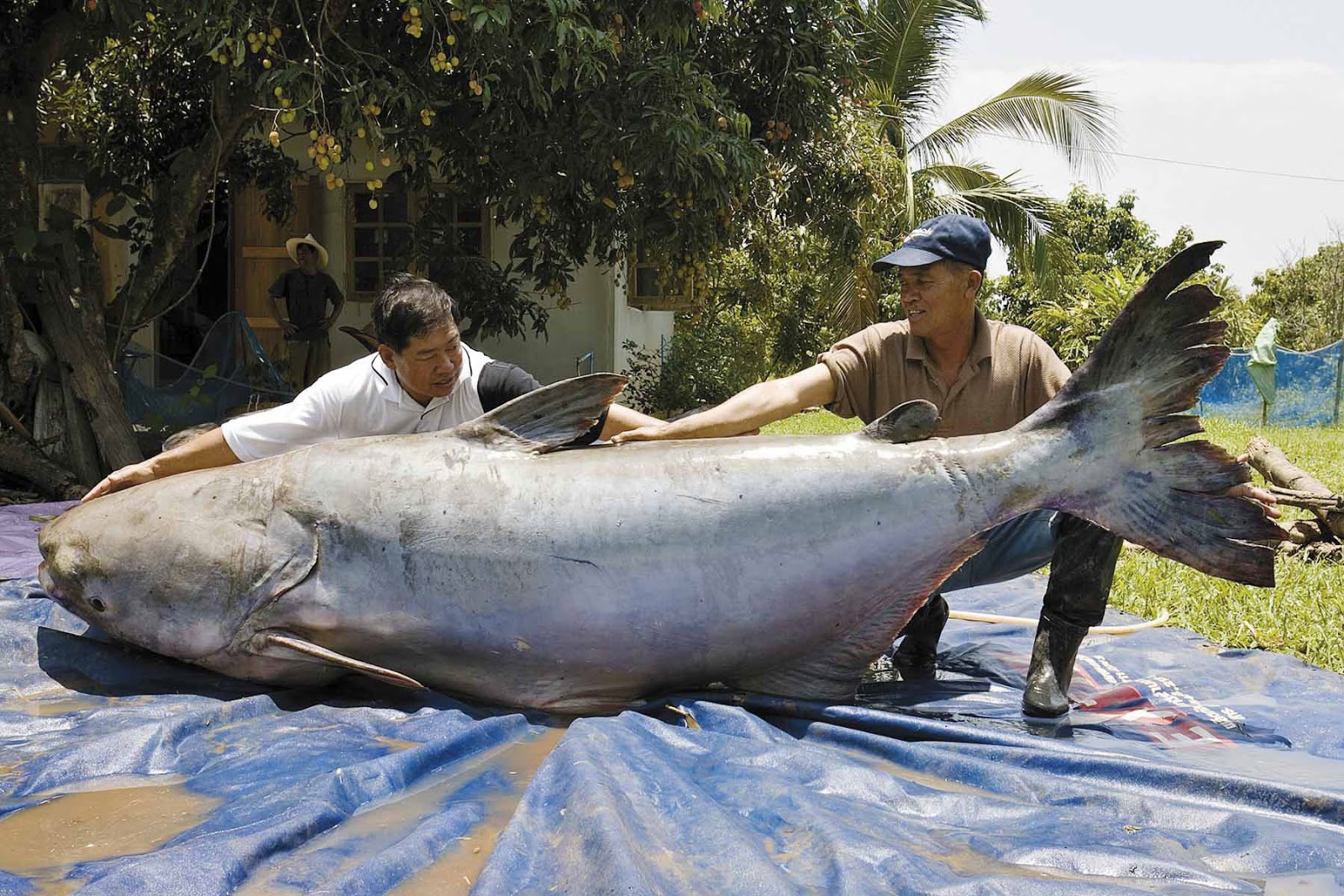 Sail Catfish Poison