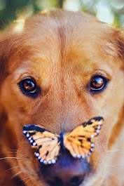 Butterfly on a nose
