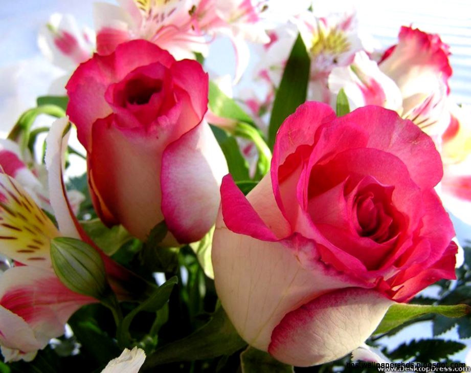Desktop Wallpapers » Flowers Backgrounds » Beautiful Roses » www Desktop Wallpapers » Flowers Backgrounds » Beautiful Roses » www