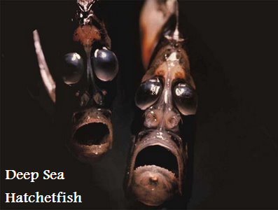 Deep sea hatchetfish