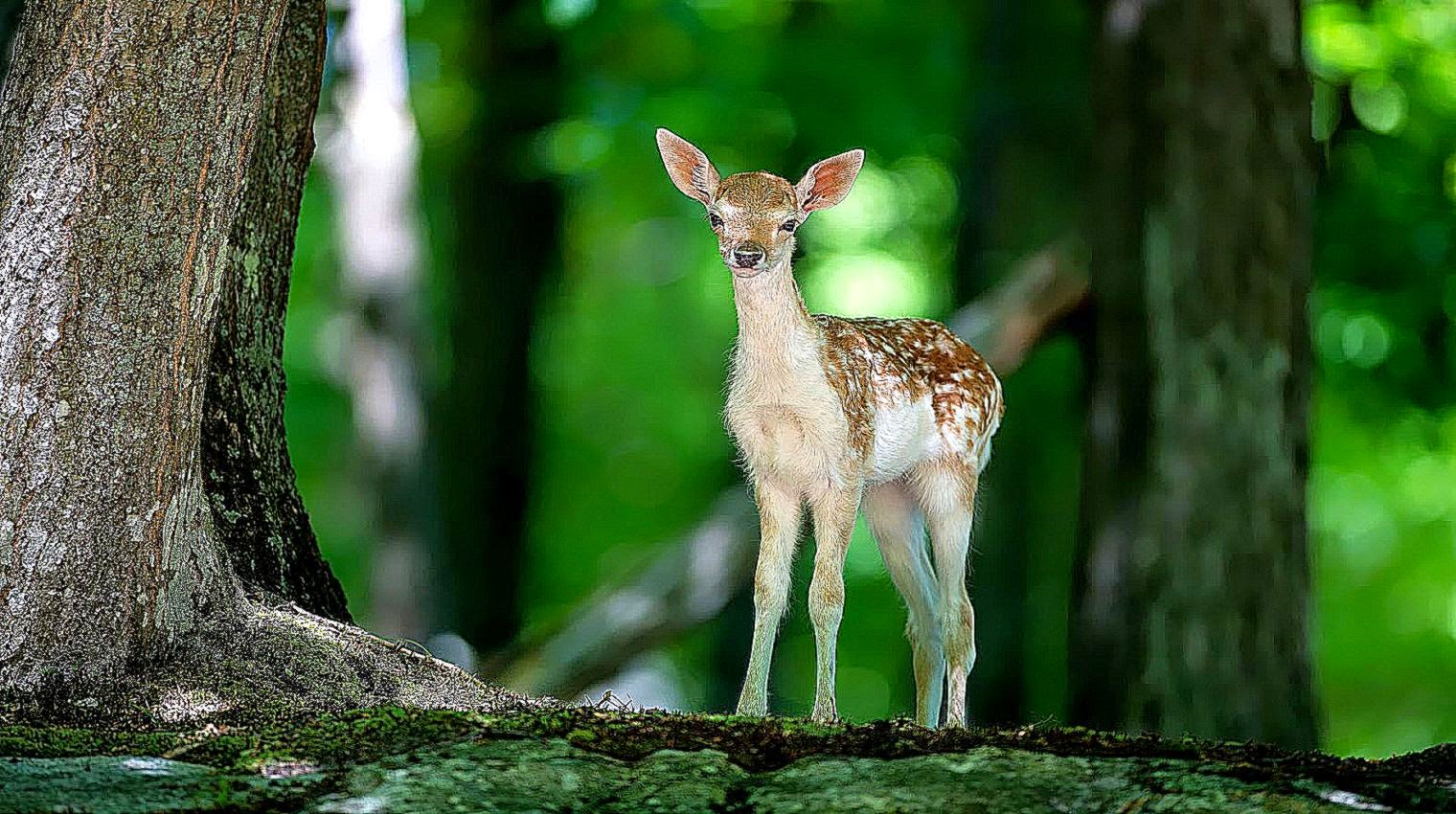 Forest Animal Hd Wallpaper