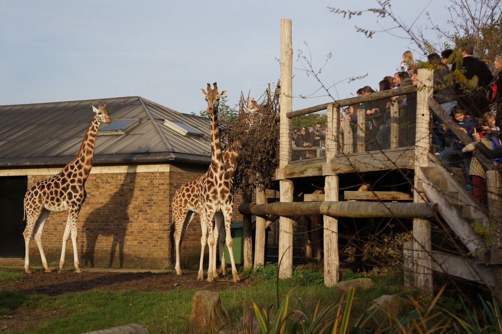London with toddlers ZSL London Zoo Wave to Mummy