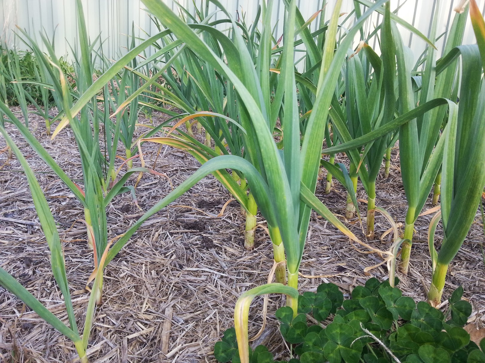Raising Seedlings Under Grow Lights and Garlic Update A