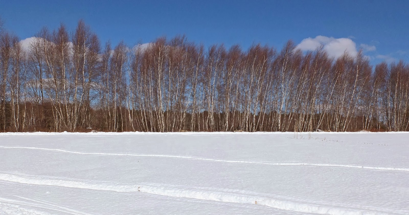 Hiking in Maine with Kelley 2/24/14 Glenburn Trails