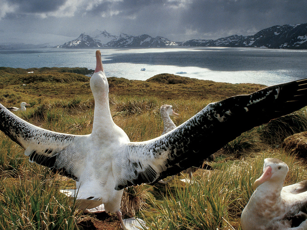 albatross wallpapers 