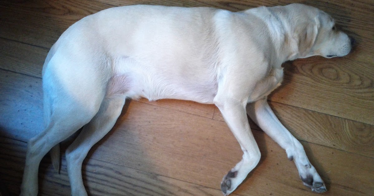 Action Dog! East Bay Dog Walking