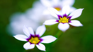 Flower HD Wallpapers Collections | HD Desktop Wallpaper Collections