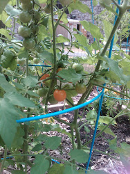 Cherry tomatoes