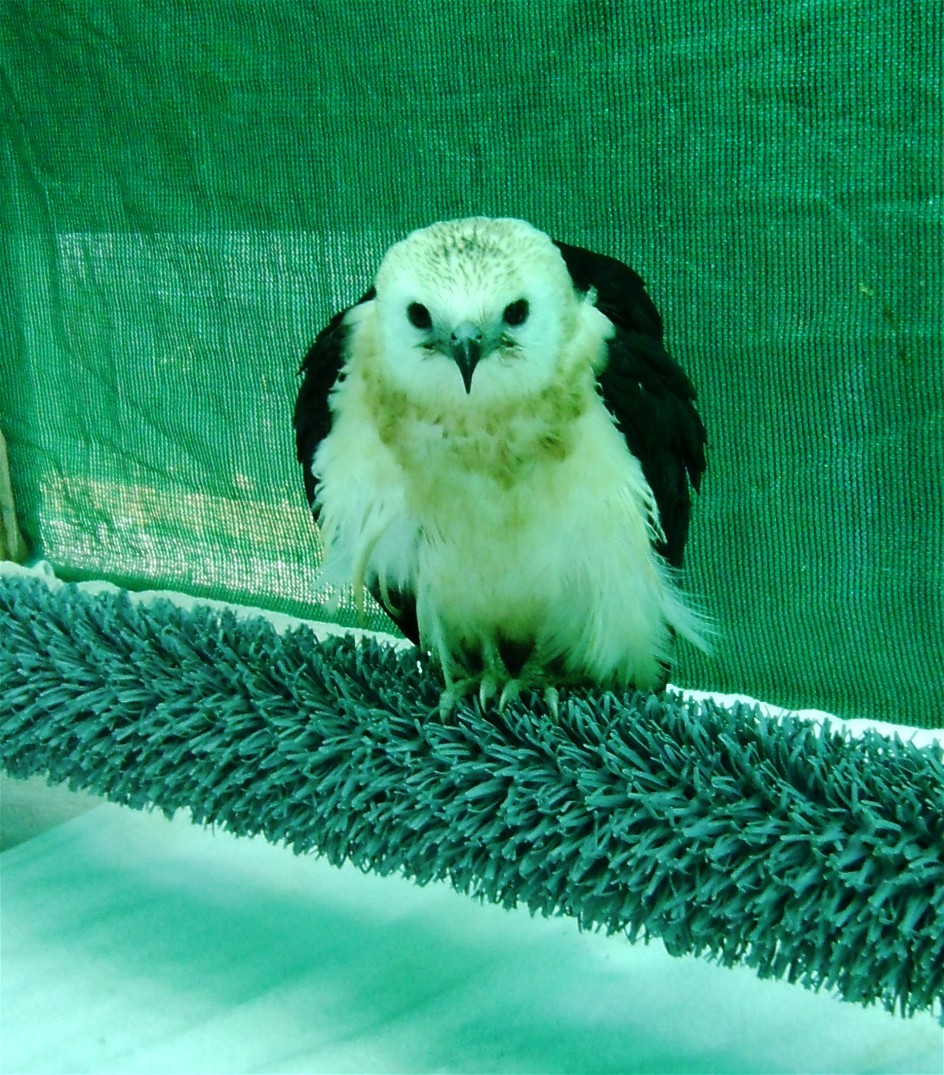 Coastal Birding Swallowtailed Kite on Jekyll in June