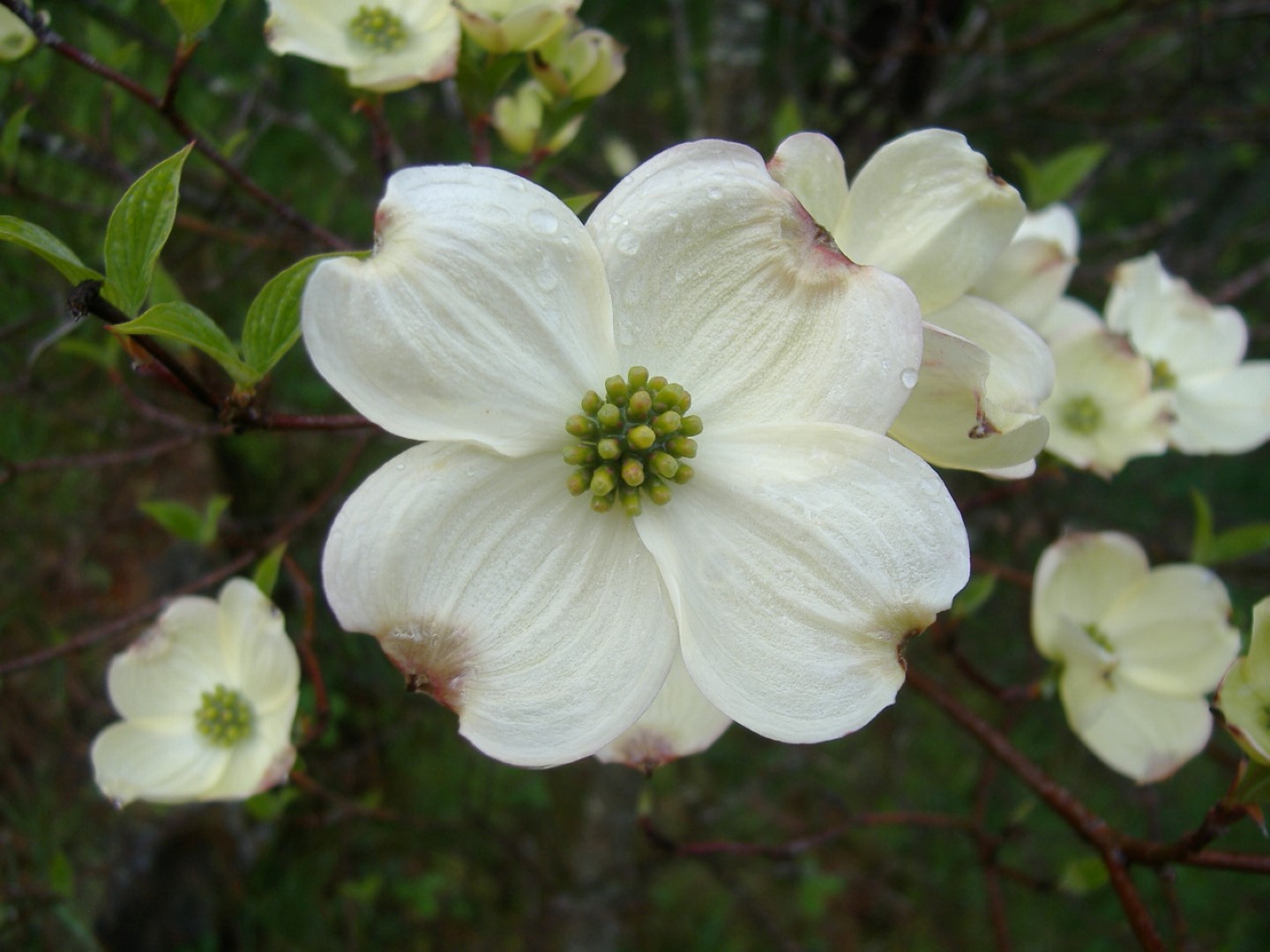West Virginia Native WildflowersThe Big Year, 2013 Dogwood