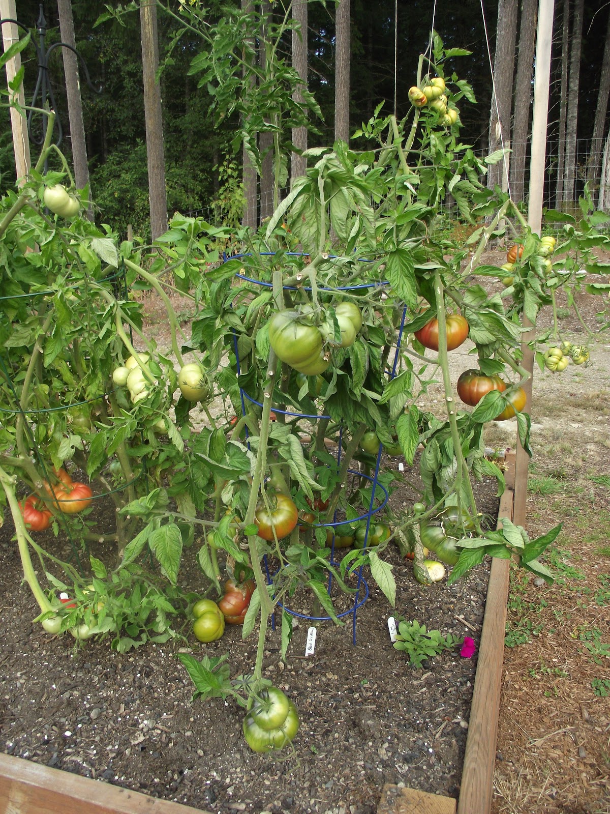 The Nitty Gritty Potager How to Grow Great Tomatoes